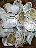 Abalone Shell