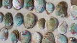 Abalone Shell